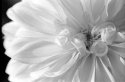Dalia