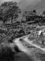 Forlorn House