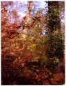 Autumn Forest