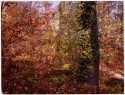 Autumn Forest 2