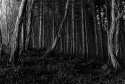 Courtown Forest