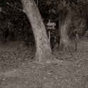 backyard 113