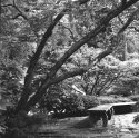 Japanese Garden