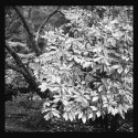 Arboretum, Seattle