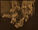 Tulip remians