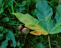Fungi and Fallen