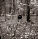 caught pine cone