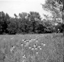 Summer Flowers