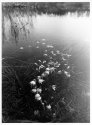 Leucojum vernum under water