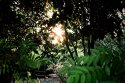 Garden, around my Home