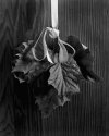 Pendant Leaves