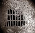 pine straw and drain