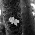 End of Summer Leaves