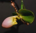 Orchid 07