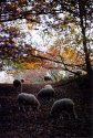 Some autumn photos