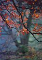 Some autumn photos