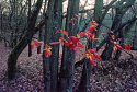 Some autumn photos