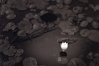 Water Lily, Mio, Michigan