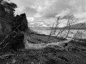 Fallen Pine