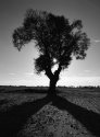 Against the Sun