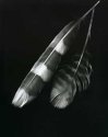 Photogram Feathers