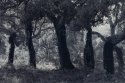Cork oaks