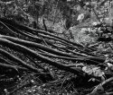 Fallen Trees, Hidden Stream