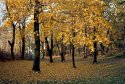 Maples in autumn