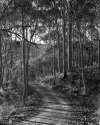 Afternoon track