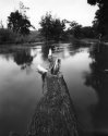 Fallen tree
