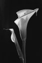 Two Lilies