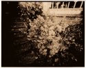 Lysimachia vulgaris 2
