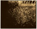 Lysimachia vulgaris 3
