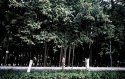 One Man made Forest