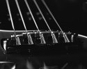 stingray bass 0002 copy
