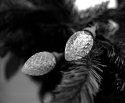 Caffenol CM Christmas Bulbs