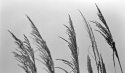 tall grass