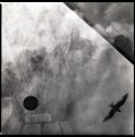 My Own Private Icarus