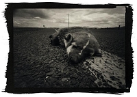 Badger on Pocahontas Road