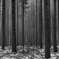 Hiawatha National Forest