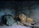 baskets