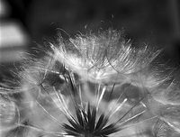 Big dandilion up close #1