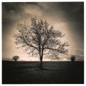 Last leaves