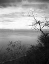 Tree on the Strait