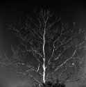 White tree