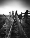Sheep loading ramp.
