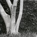 Birch