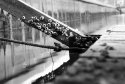 Dock Barnacles 1986