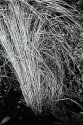 Grass