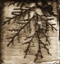 Cedar